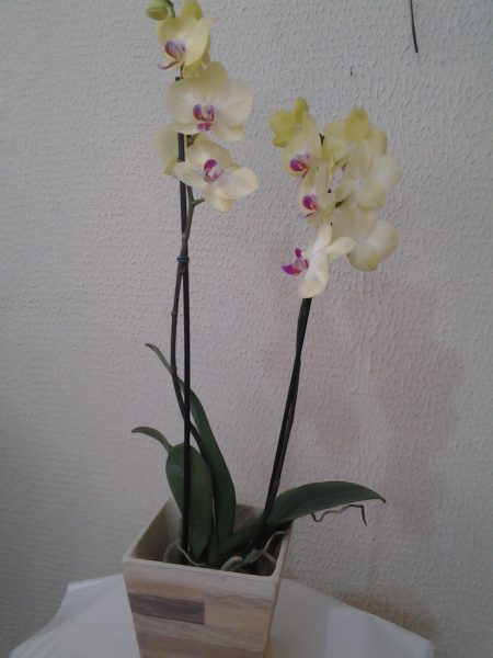 OrquÃ­dea Plalaenopsis Amarela