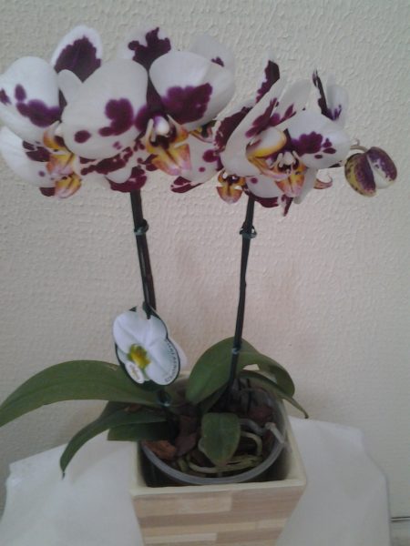 OrquÃ­dea Plalaenopsis ExÃ³tica