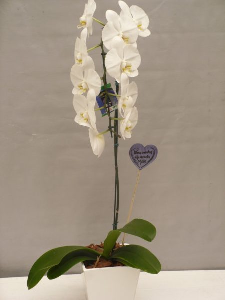 OrquÃ­dea Phalaenopsis com cachepot