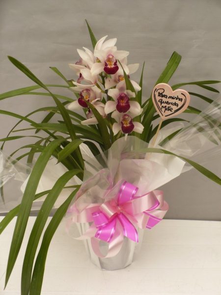 OrquÃ­dea Cymbidium