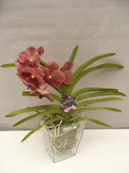 OrquÃ­dea Vanda