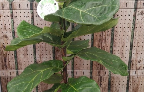 Ficus lirata + cachepoo